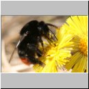 Bombus lapidarius - Steinhummel 02.jpg